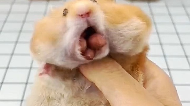 吃不了还不让兜着走啊