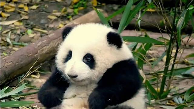 排队一小时，看花三分钟