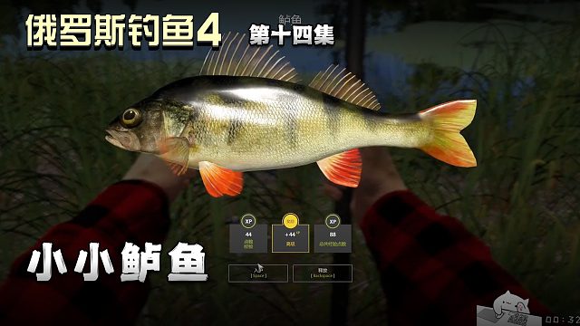 俄罗斯钓鱼4第十四集：小小鲈鱼