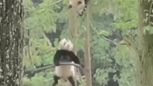 大熊猫上树疯狂“蹦迪”。熊猫：你说这门票买的值不值