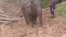 穷人家的大象早当家。。。