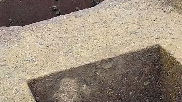 一只螃蟹八呀八只脚