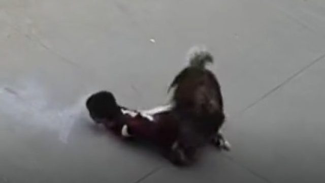 大型犬攻击过路孩童，附近商家及时出现施救。知情者：狗是挣脱绳索自己跑出来的