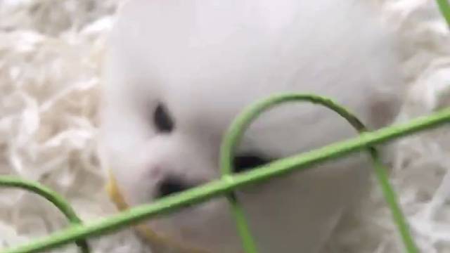 可爱又萌的博美俊杰