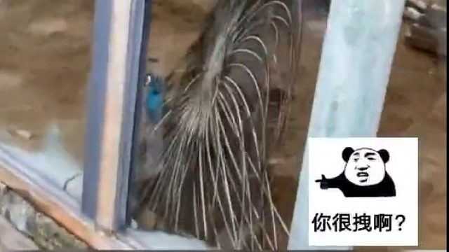 如何让孔雀开屏？那还不容易了