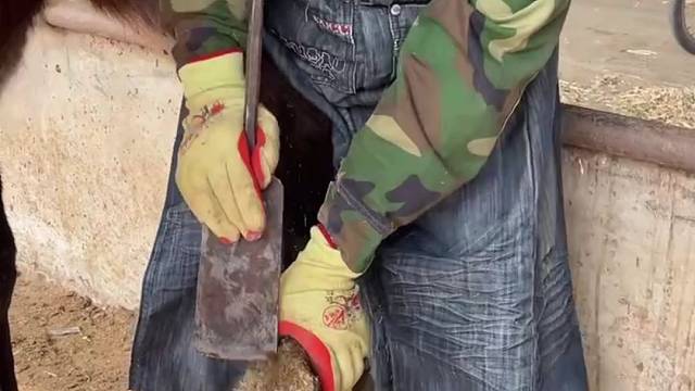 乡村手艺人赵师傅给毛驴修蹄，现在会这项技能的很少了，修蹄过程很解压