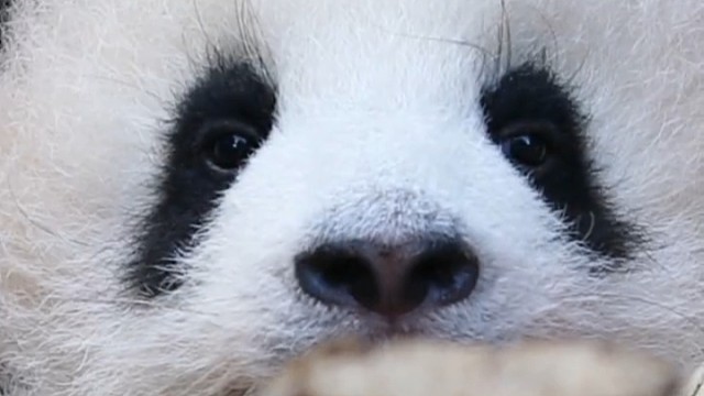 谁不想有这么可爱的崽崽呢