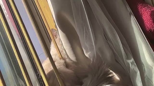 真的很可爱啊啊啊啊啊