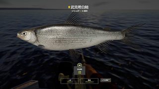 27圖—星武克希白鮭