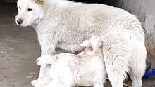 母羊被放出去吃草，小羊就来抢狗妈妈的奶喝