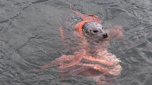 狗狗在水中挣扎着，男子想上前救援，走近一看吓出一身冷汗！