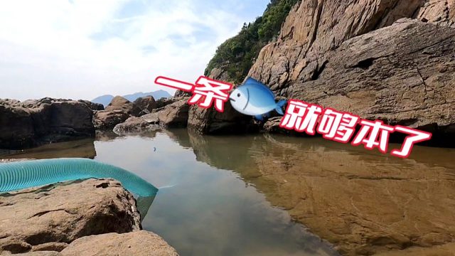 春季的水坑就是有意想不到的收获，小明像打了鸡血一样兴奋