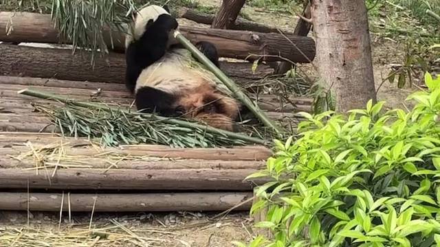 贪吃的大熊猫