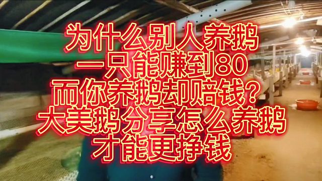为什么别人养鹅一只能赚到80，而你养鹅缺赔钱？大美鹅分享怎么养鹅才能更挣钱