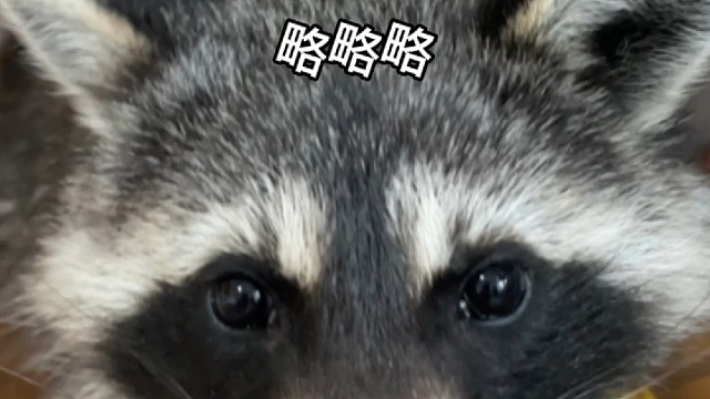 小熊孩子调皮瞬间