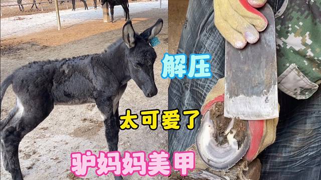 驴妈妈做美甲，小驴驹在外面默默守候，非常可爱，整个过程很解压