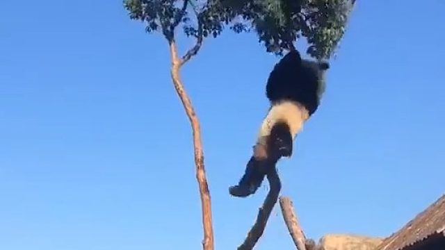 好家伙大熊猫真是太能折腾了