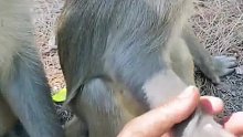 给猴子吓一跳，抓他手的竟然是个人