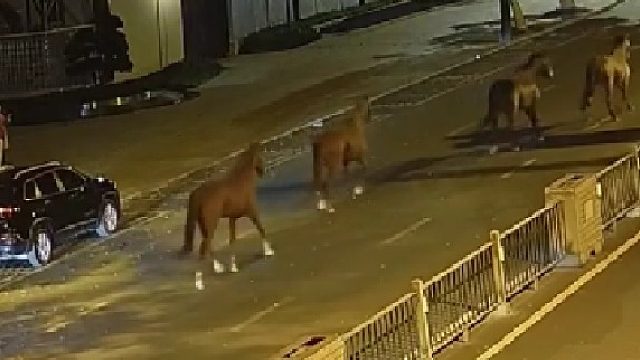 四匹马儿偷跑上街 外卖小哥热心帮忙 网友：现在外卖小哥的门槛越来越高了