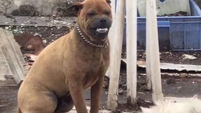 黄狗怕归怕，表情管理不能输，略略略