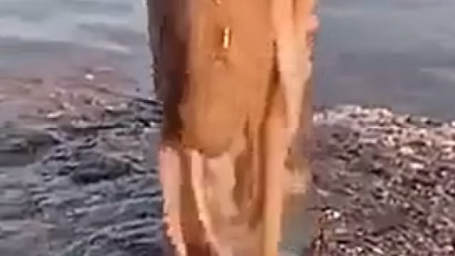 海边那些神奇的生物……