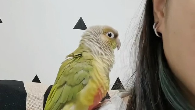 就说它会摘耳环了吧