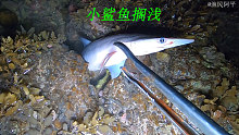 阿平赶海发现一条小鲨鱼被搁浅了，之后还抓了海鳗鱼和猫鲨