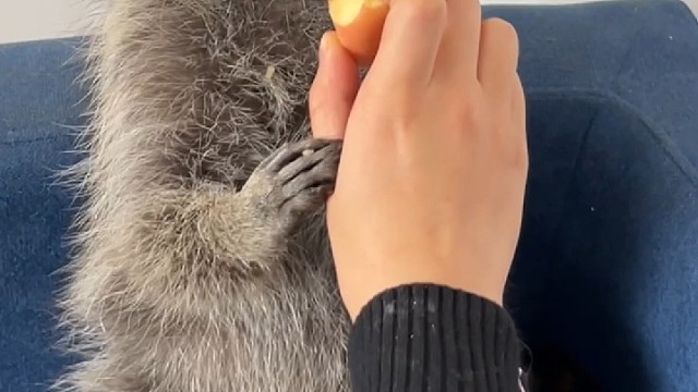 爱吃苹果的小浣熊