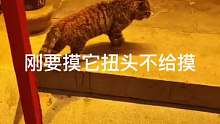 怀疑夫子庙的猫认识字 猫：别看我，看字