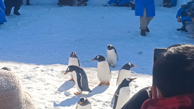 哈尔滨冰雪大世界企鹅