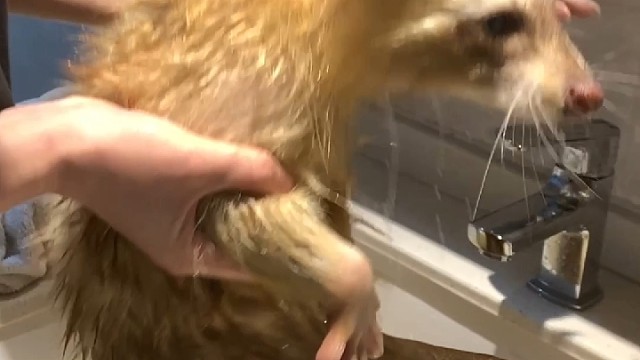 爱洗澡的小浣熊