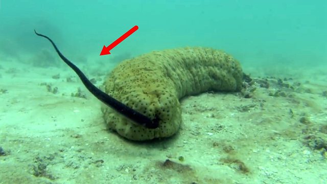 不知羞耻的小黑鱼，不仅钻海参钢门，还要做这等龌龊之事！