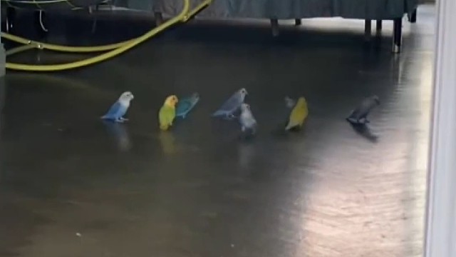 每个村都有情报组织，牡丹鹦鹉也逃不过这种世俗的纷扰！