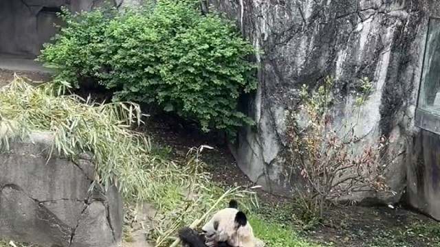 大家好，我是琪姐助理，今天起，每天给大家更新丫宝的录屏，直到回国