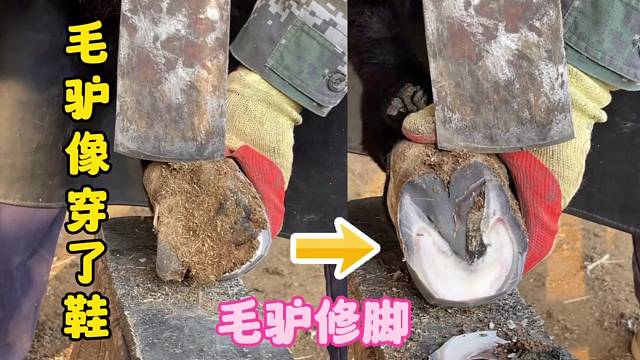 乌头驴蹄子很长像穿了鞋一样，师傅修蹄大刀阔斧，干净利落很解压