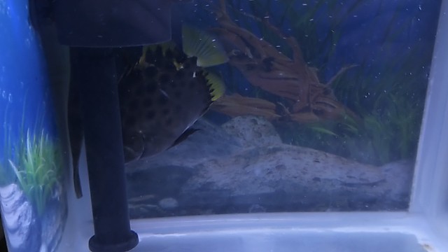 金鼓鱼还有恶霸，关禁闭了，你咬伤了三条同类。