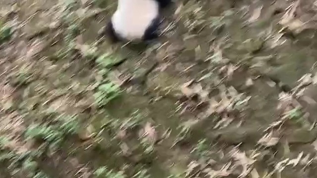 要是说我们四川人手一只熊猫，你信吗