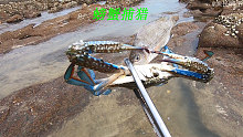 阿平赶海发现一只兰花蟹在拖着鱼跑，还遇到了奇怪的长刺海胆