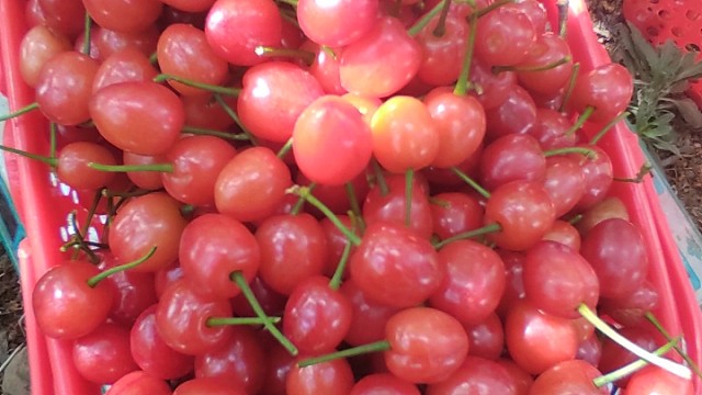 和我做朋友我请你吃樱桃。