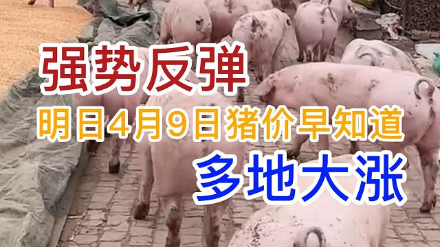 明日4月9日全国猪价早知道！猪价强势反弹多地大涨#猪价行情#猪价最新行情#猪价早知道