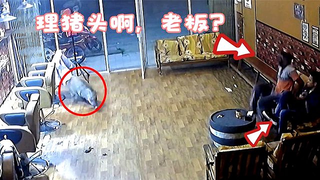 野猪夜闯理发店，溜达着就不走，野猪：老板，给俺理个猪头！