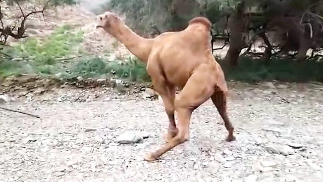 这只骆驼举止怪异，凑近一看顿时红了脸，简直是“臊得慌”