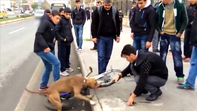 狗狗做出怪异举动，死咬车胎不放，车主只好割开车胎一探究竟