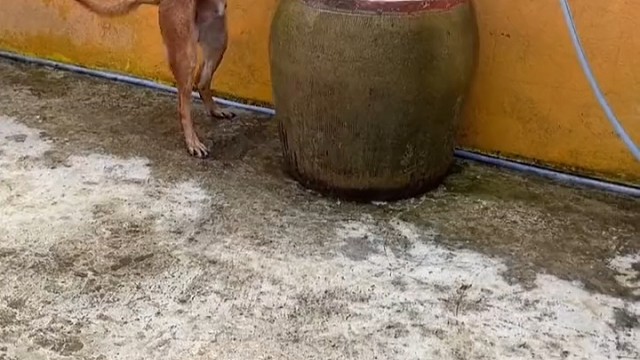 村里唯一洗过澡的狗狗