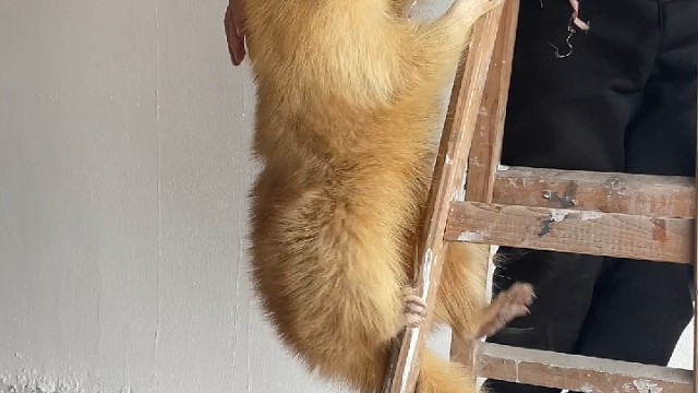 小熊孩子来帮忙了