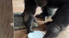 #请给它一块洗碗布吧 动物园黑猩猩洗碗