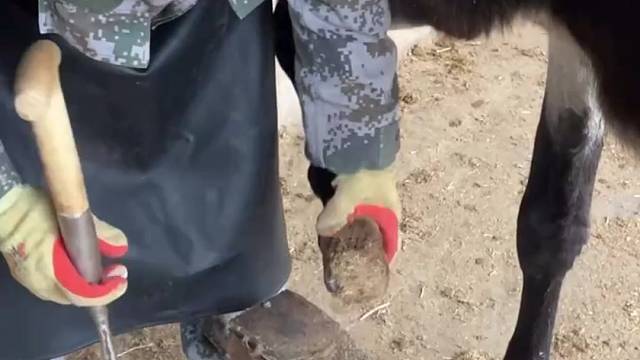 老手艺人给毛驴修蹄美甲，手法娴熟，看完感觉心里很舒服