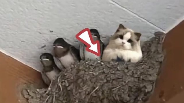 这货怎么上去的