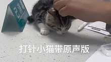 小猫：猫猫我啊，疼傻了捏！