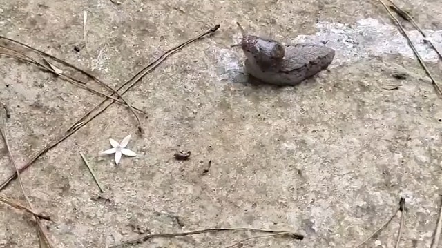 可能是我见识太低，恕我冒昧问一下:这是什么蜗牛？还要脱壳？？？